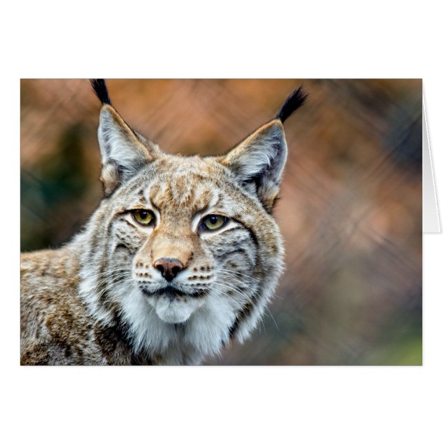 Gato del depredador de la fauna del lince del (Anverso (Horizontal))