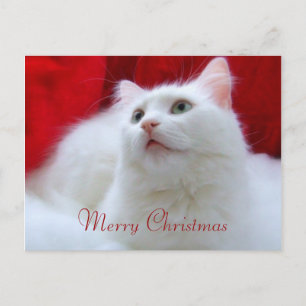Gato del navidad