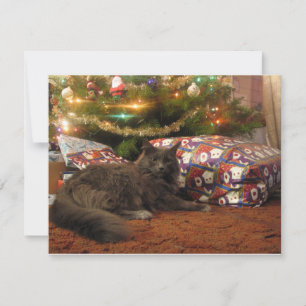 Gato del navidad