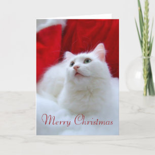 Gato del navidad