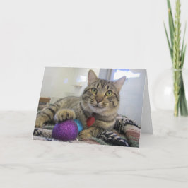 Gato del navidad de Meowy