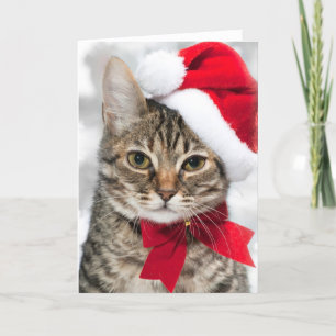 Gato del navidad en el gorra de santa rojo