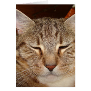 Gato del tigre de Tabby