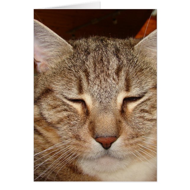 Gato del tigre de Tabby (Frente)