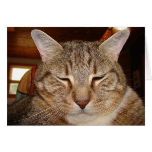 Gato del tigre de Tabby