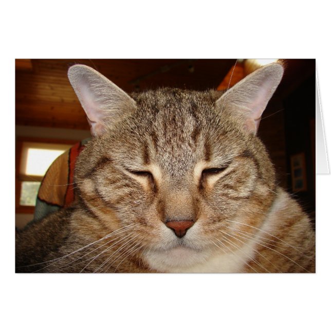 Gato del tigre de Tabby (Anverso (Horizontal))