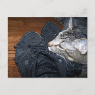 gato descansando en la postal de zapatos viejos