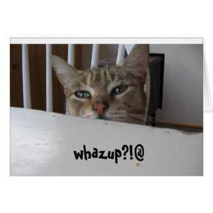 ¡¿gato desconcertante?!
