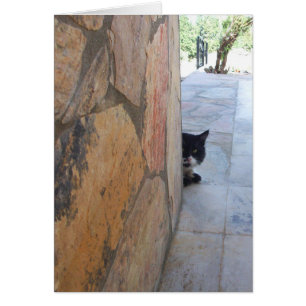 GATO DETECTIVE DETRÁS DEL MURO DE PIEDRA