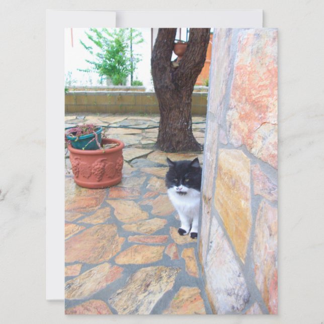 GATO DETECTIVO DETRÁS DE LA PARED DE PIEDRA (Anverso)