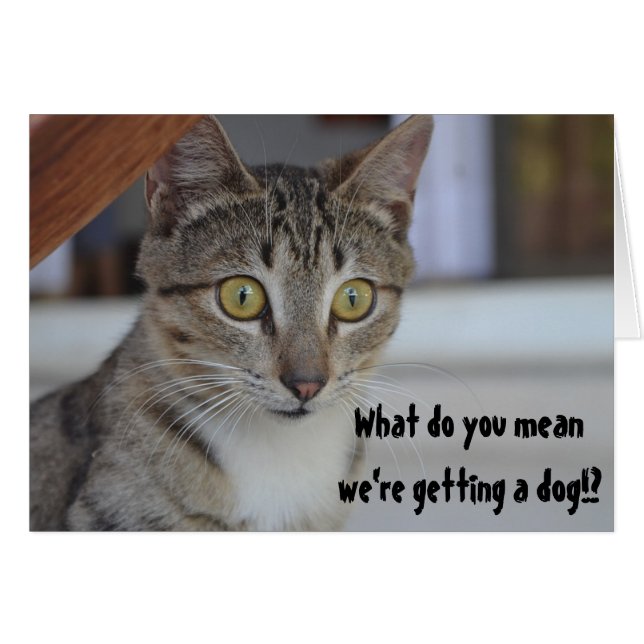 Gato Divertido Sorprendido con un Perro Humor (Anverso (Horizontal))