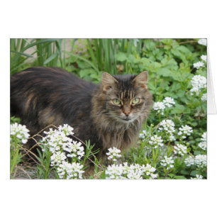 Gato doméstico de larga duración