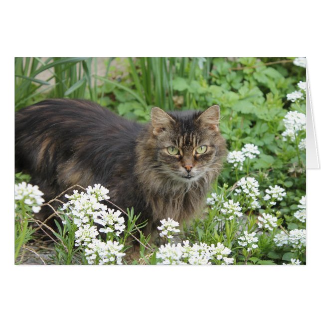 Gato doméstico de larga duración (Anverso (Horizontal))