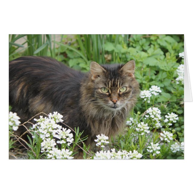 Gato doméstico de larga duración (Anverso (Horizontal))