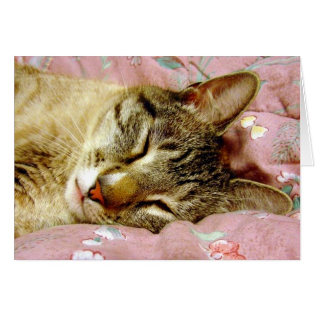 Gato durmiente (Anverso (Horizontal))