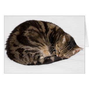 Gato durmiente