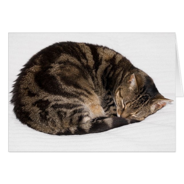 Gato durmiente (Anverso (Horizontal))