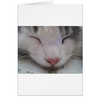 Gato durmiente