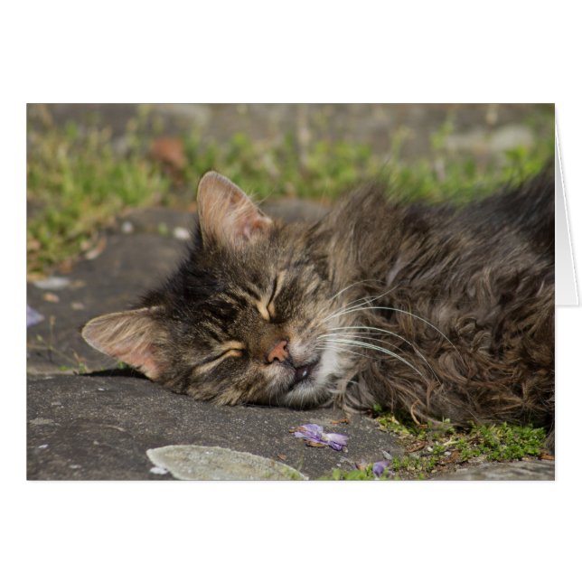 Gato durmiente (Anverso (Horizontal))