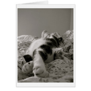 Gato durmiente