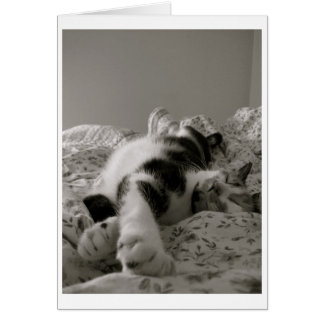 Gato durmiente