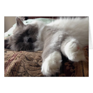 Gato durmiente, tarjeta
