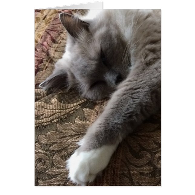 Gato durmiente, tarjeta (Frente)