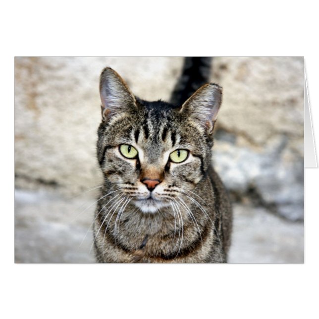 Gato egipcio (Anverso (Horizontal))