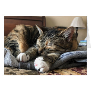Gato el dormir