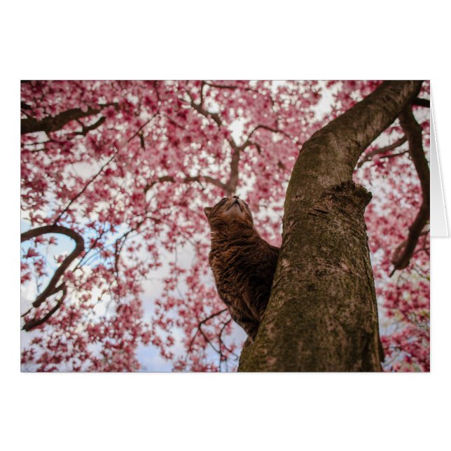 Gato en árbol (Anverso (Horizontal))