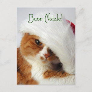 Gato en el gorra de Santa - postal italiana