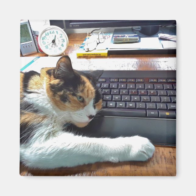 Gato en el imán del teclado (Frente)