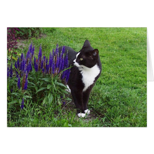 Gato en el jardín (Anverso (Horizontal))