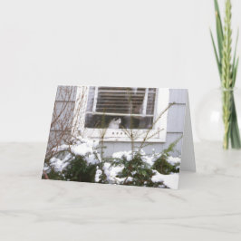 Gato en el navidad negro bonito de la ventana y el