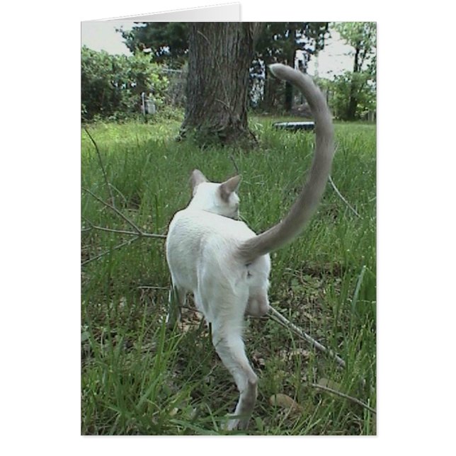 Gato en hierba II (Frente)