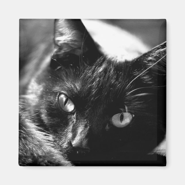 Gato en imán cuadrado negro y blanco (Frente)