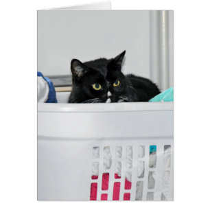 gato en la cesta de lavandería