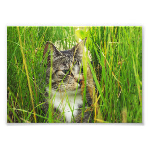 Gato en la foto de la hierba