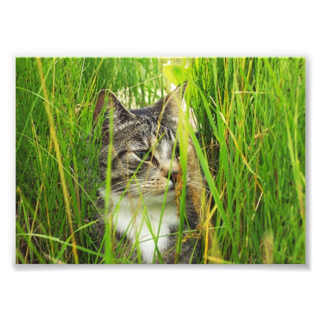 Gato en la foto de la hierba (Frente)