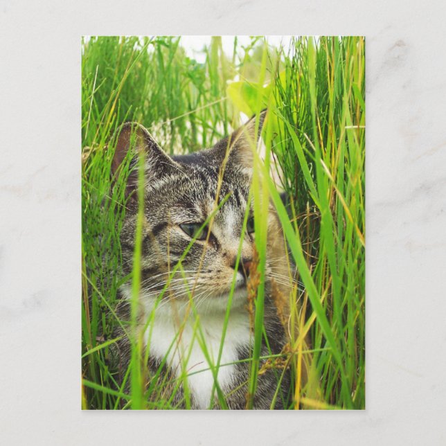 Gato en la postal de la hierba (Anverso)