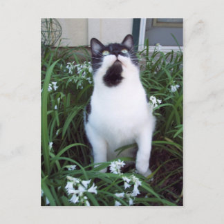 Gato en la postal de las flores