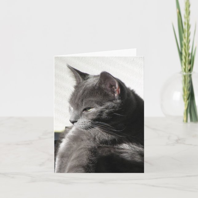 Gato en la tarjeta de notas del sol (Anverso)