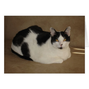 Gato en un sofá