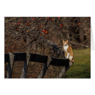 Gato En Una Alambrada