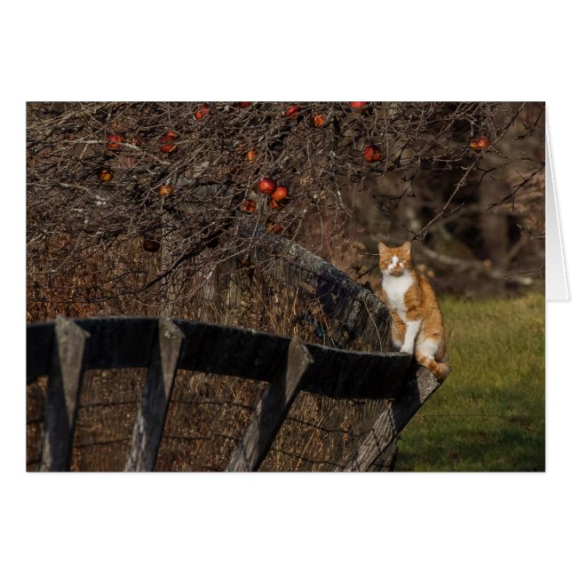 Gato En Una Alambrada (Anverso (Horizontal))