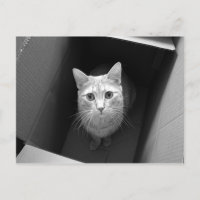 Gato en una postal de caja
