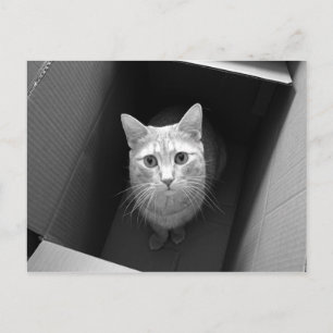 Gato en una postal de caja