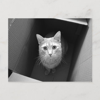 Gato en una postal de caja