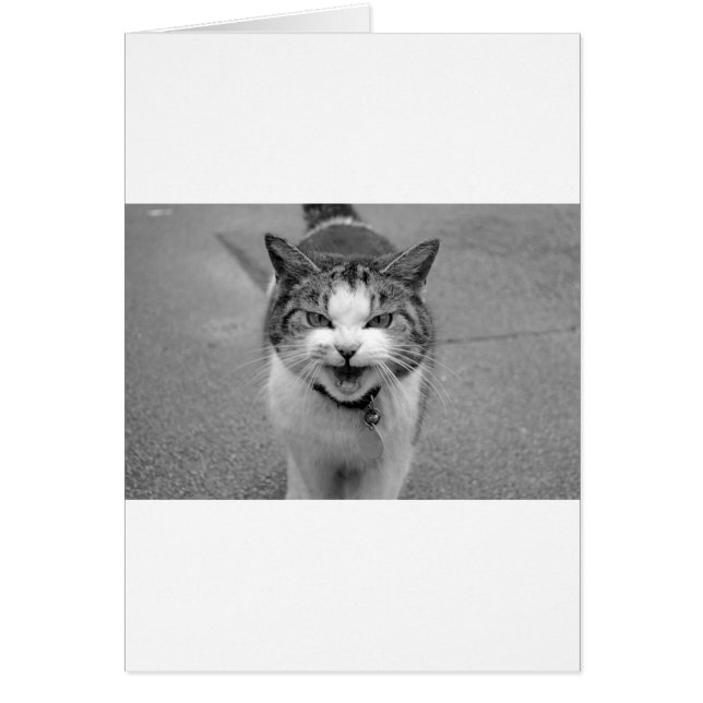 Gato enojado (Frente)