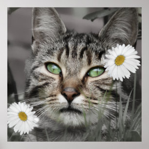 Gato entre la impresión del poster de las